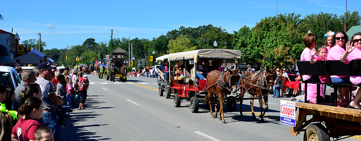 Annual Mule Day Festival